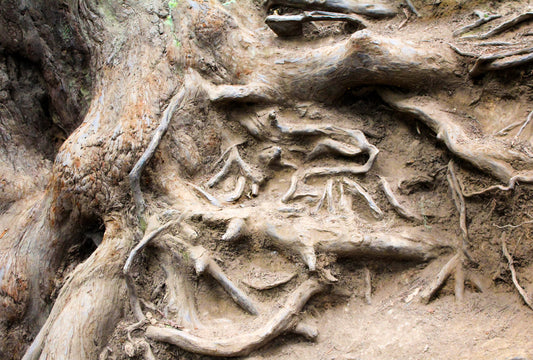 Close-up of tree roots and bones in a natural setting