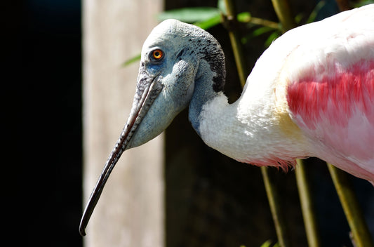 Close-up of a Roseate Spoonbill bird's head, showcasing its pink and gray colors with a long, curved beak. Roseate Spoonbill Head