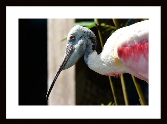 Roseate Spoonbill Head, Original Photograph by Kim A. Bailey