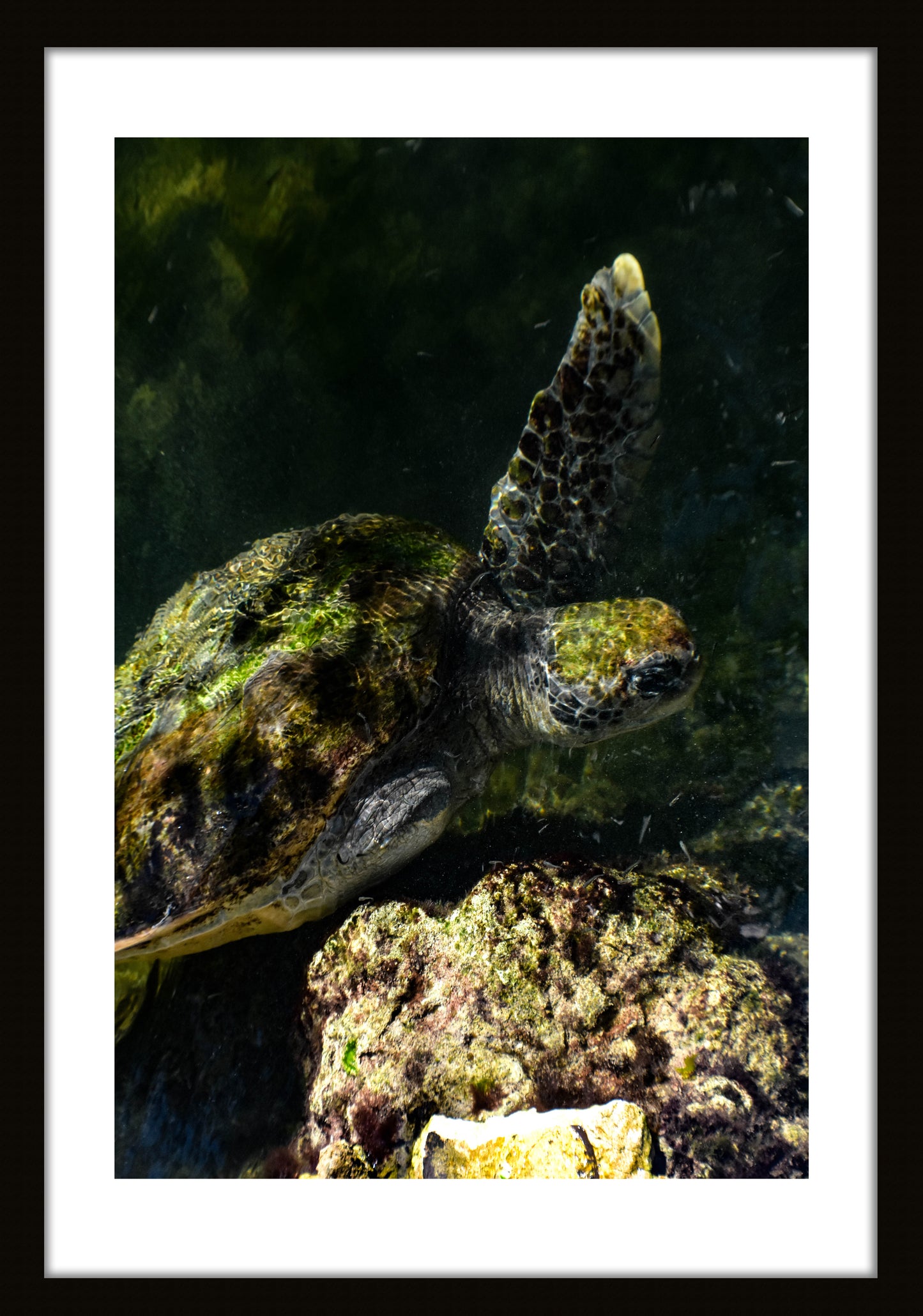 Sea Turtle in Water