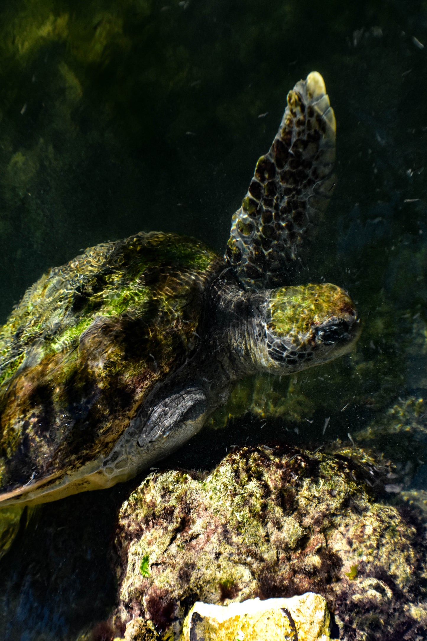 Sea Turtle in Water