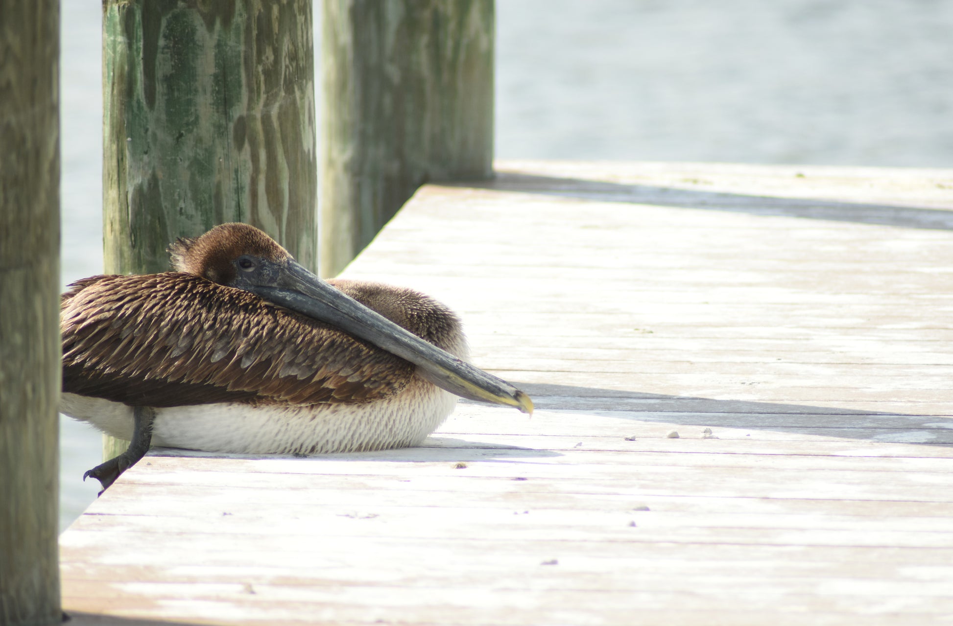 A photograph of a pelican perched on the edge of a wooden dock, looking contemplatively out to sea. Sitting Pelican, Original Photograph by Kim A. Bailey