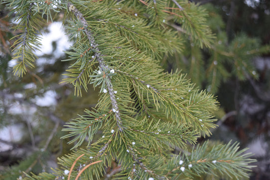 Close-up of green pine tree needles with snow-covered tips, against a blurred background of a pine tree. Snow on a Pine Tree