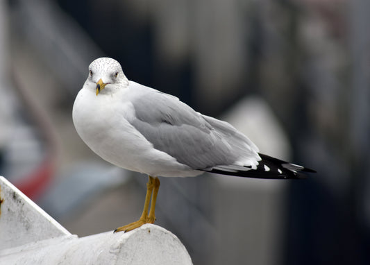 Original color photograph of a seagull standing with its head tucked in, taken by Kim A. Bailey in Savannah, Georgia.