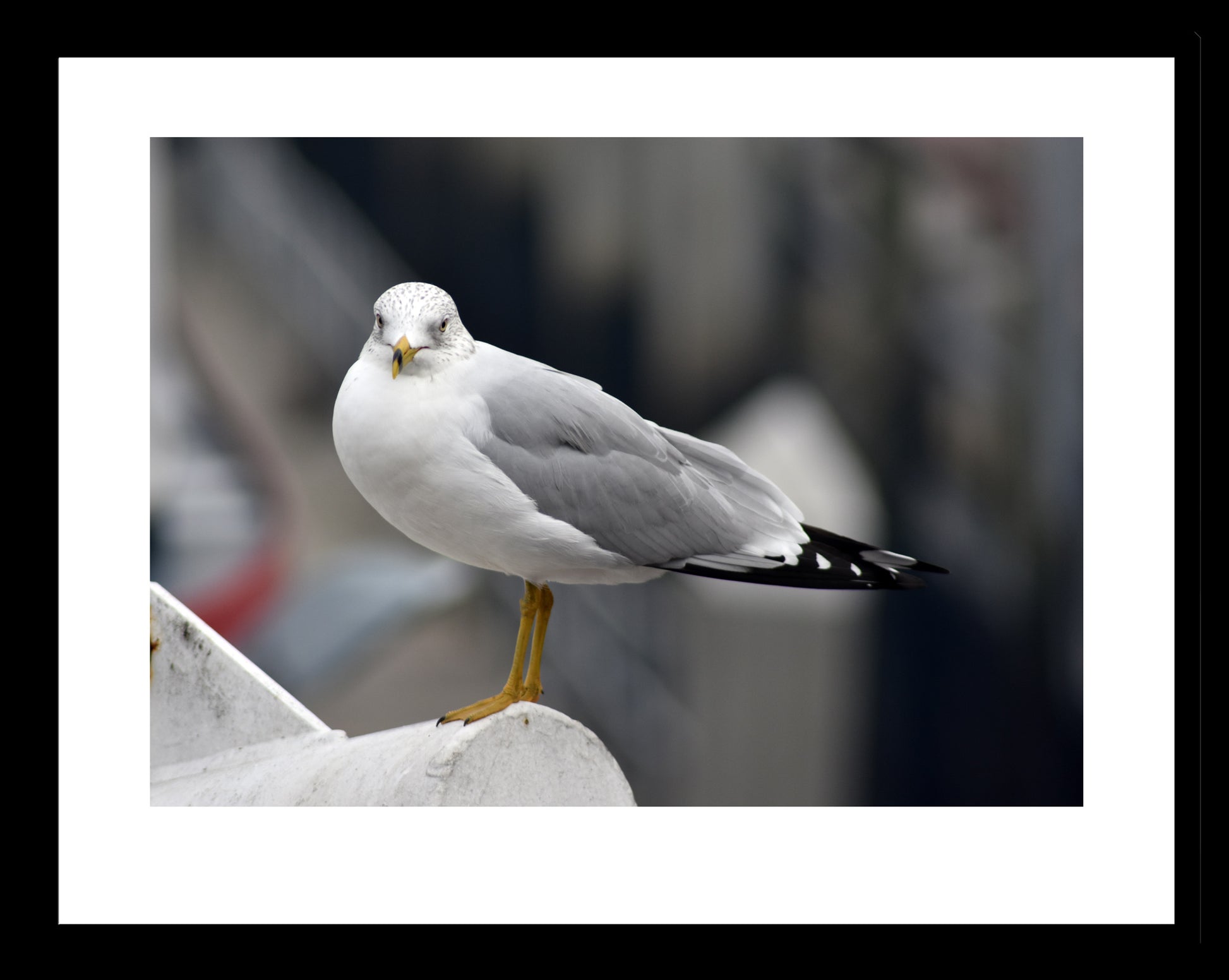 Standing Seagull in Savannah, Georgia, Original Photograph by Kim A. Bailey