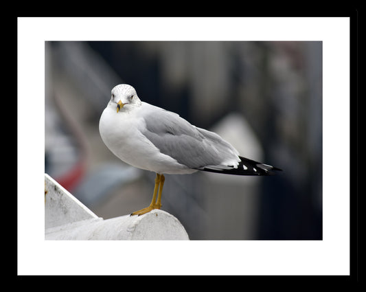 Standing Seagull in Savannah, Georgia, Original Photograph by Kim A. Bailey