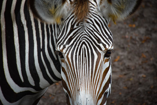 Close-up color photograph of a zebra's face with a focus on its black-and-white striped pattern, large eyes, and pointed ears.