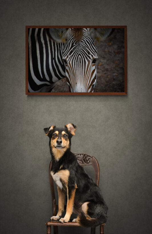 Staring Zebra Original Photograph by Kim A. Bailey hanging on the wall with a dog under it