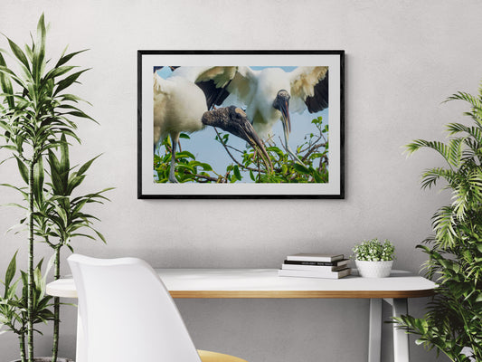 Storks-Tending-to-their-Nest-Original Photograph by Kim A. Bailey in a home office