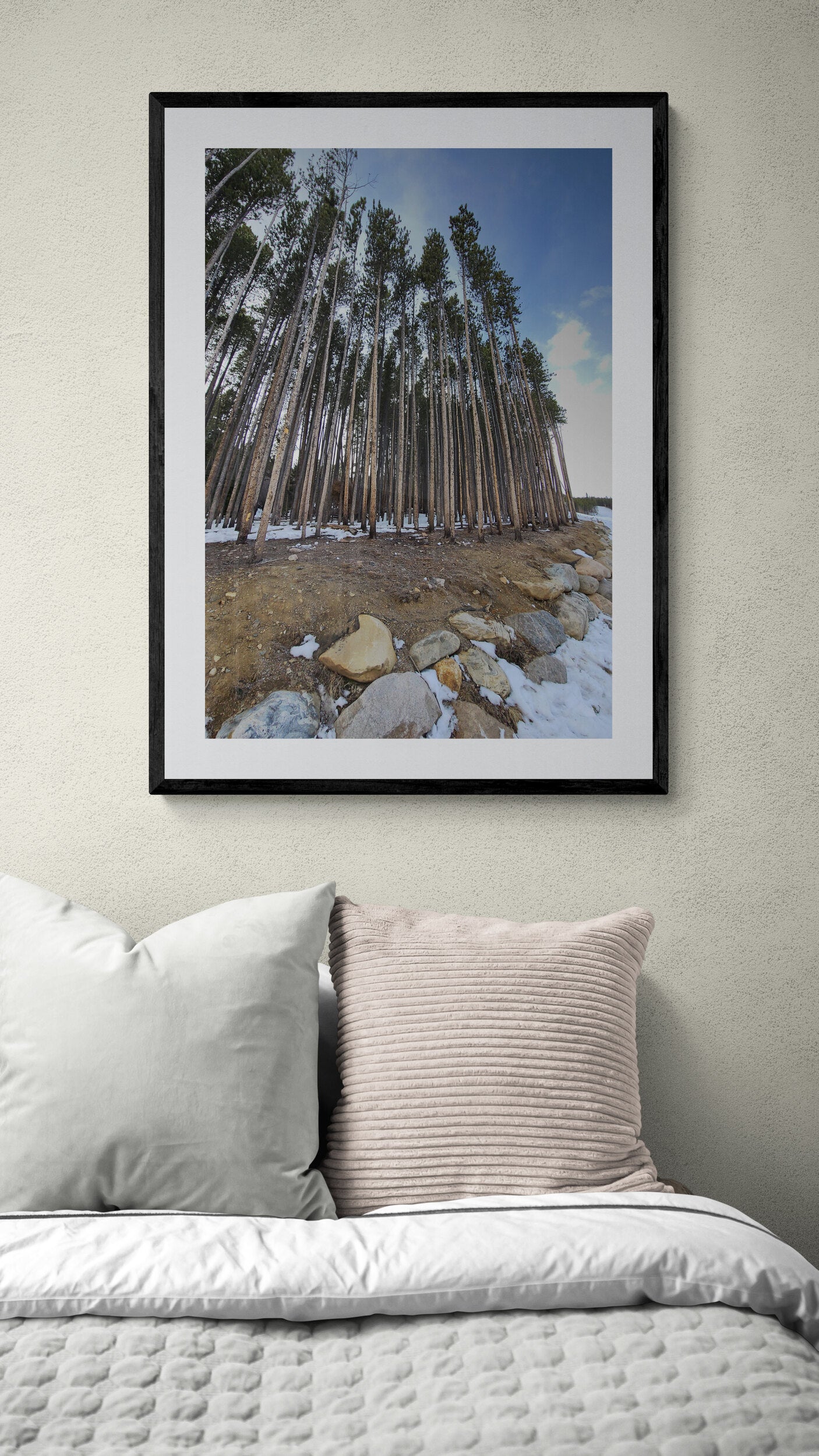 Framed photograph of a forest and rocks above a bed. Tall Trees in Breckenridge, Original Photograph by Kim A. Bailey