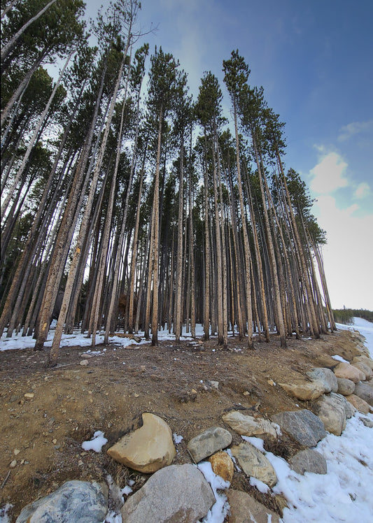A color photograph of tall trees in Breckenridge, Colorado, with a clear blue sky in the background. Tall Trees in Breckenridge, Original Photograph by Kim A. bailey