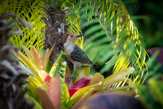 A color photograph of a woodpecker perched on a palm tree trunk with a bromeliad below, capturing a moment of the bird's pause in its natural habitat.