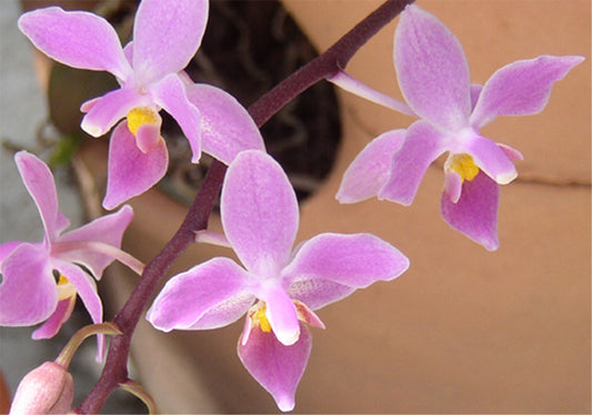 A close-up image of tiny purple ground orchids with visible yellow centers, taken presumably in a natural or botanical setting.