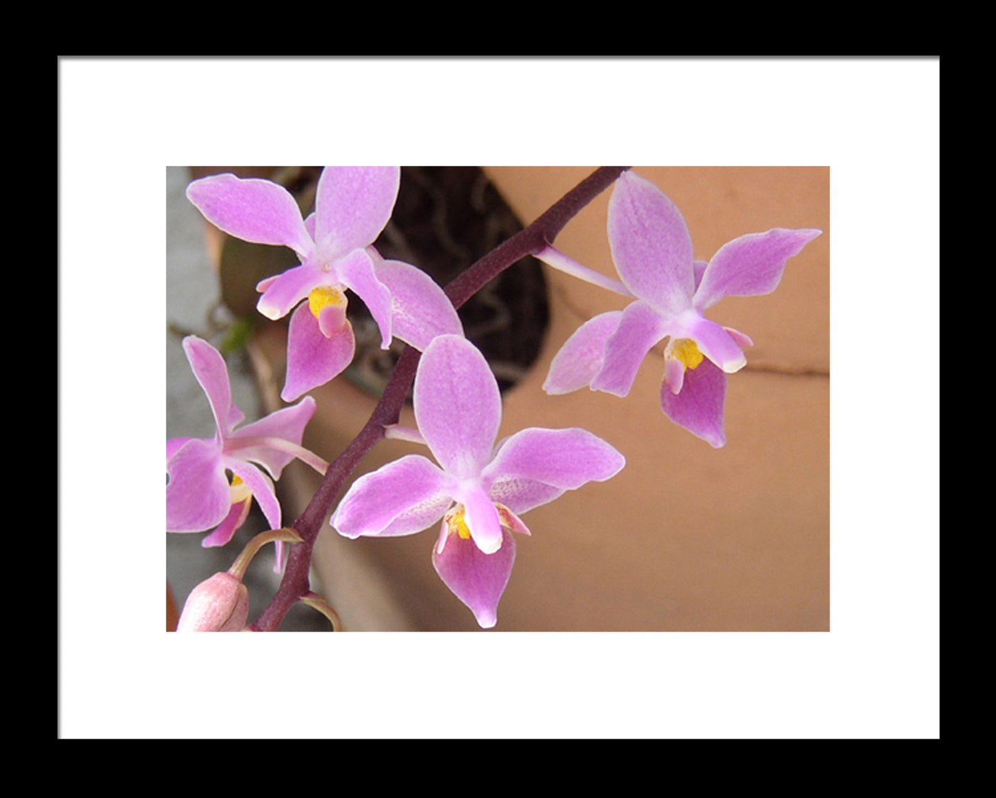 Tiny Purple Ground Orchids, Original Photograph by Kim A. Bailey