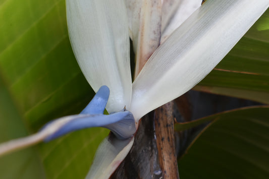 Close-up photograph of a Traveler's Palm bloom with white flowers and green foliage in the background. Travelers Palm Bloom (White Bird of Paradise) Original Photograph by Kim A. Bailey
