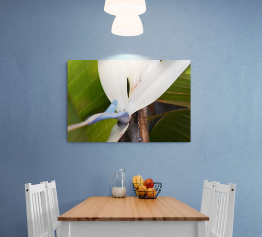 Travelers Palm Bloom (White Bird of Paradise) Original Photograph by Kim A. Bailey