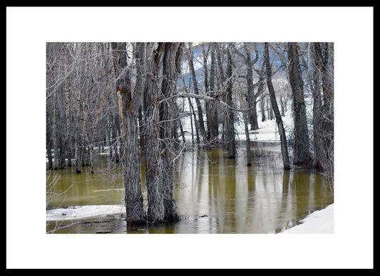 Trees in the River Jackson Hole, Wyoming, Original Photograph by Kim A. Bailey