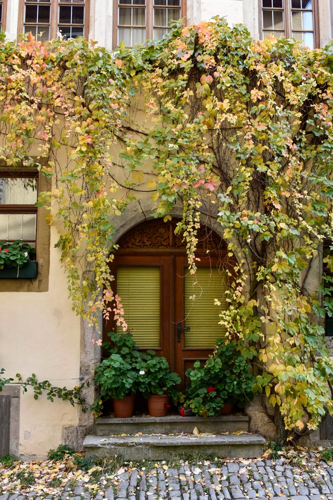 A color photograph showing an arched doorway with peach and green vines cascading over it, with potted plants lining the pathway. Vines Over Door Original Photograph by Kim A. Bailey