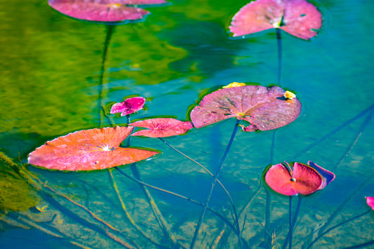 A close-up photograph of pink and green water lily leaves in water with a predominantly blue background. Water Lily Leaves (Pink and Green)