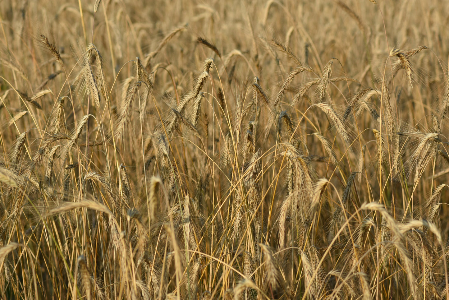 A close-up photograph of golden wheat stalks swaying in the wind, capturing the essence of a wheat field. Wheat Field, Original Photograph by Kim A. Bailey