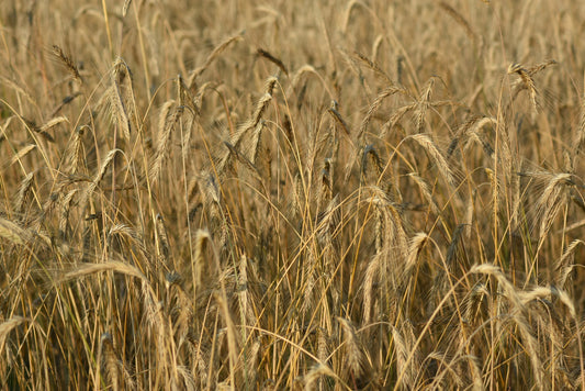 A close-up photograph of golden wheat stalks swaying in the wind, capturing the essence of a wheat field. Wheat Field, Original Photograph by Kim A. Bailey