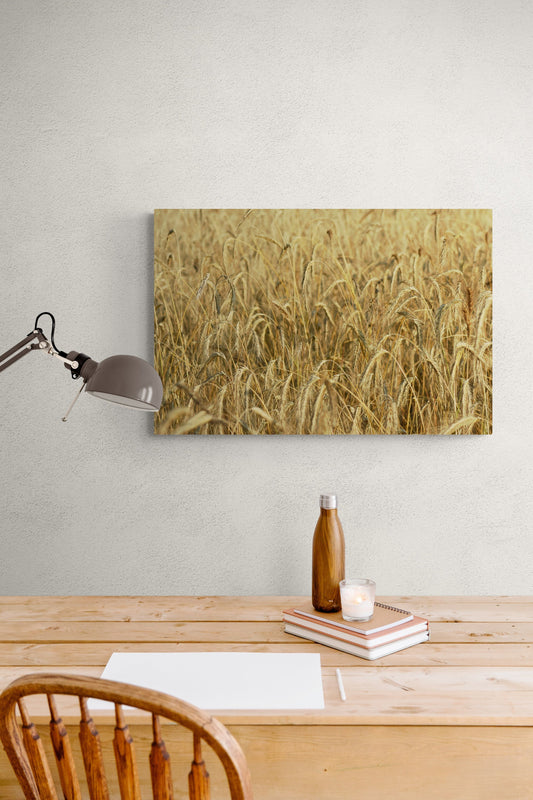 Canvas print of a wheat field above a wooden desk. Wheat Field, Original Photograph by Kim A. Bailey