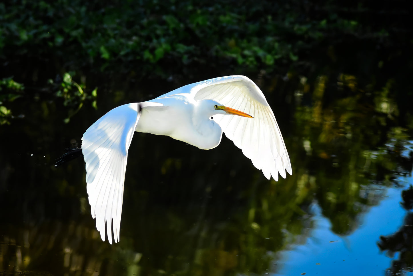 White egret flying over a reflective water surface with greenery in the background