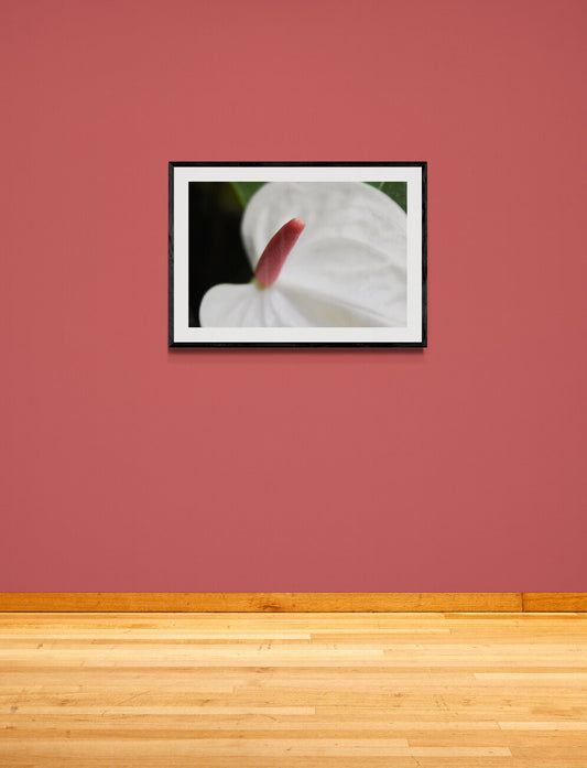 Framed picture of a white flower with a red stamen on a red wall.