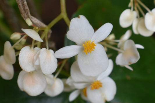 Close-up of white begonia flowers with delicate petals and a yellow center, blurred green leaves in the background. White Begonia, Original Photograph by Kim A. Bailey