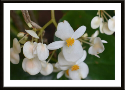 White Begonia, Original Photograph by Kim A. Bailey