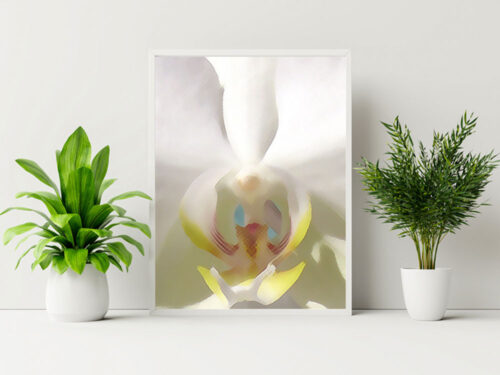 White Dendrobium Original Photograph by Kim A. Bailey