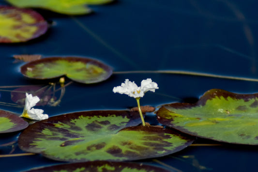 A photograph of a white water lily floating on water, surrounded by green lily pads. White Water Lily, Original Photograph by Kim A. Bailey