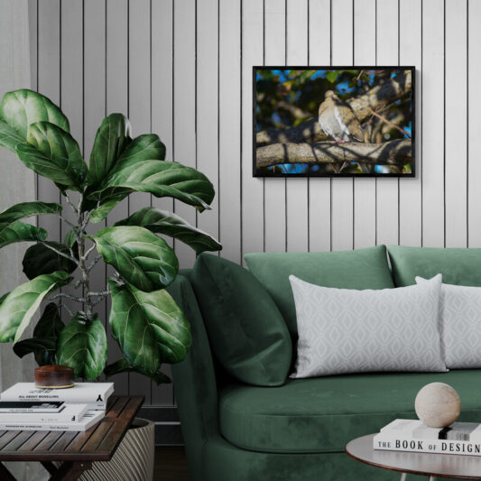 White Winged Dove Original Photograph by Kim A. Bailey hanging above a green couch