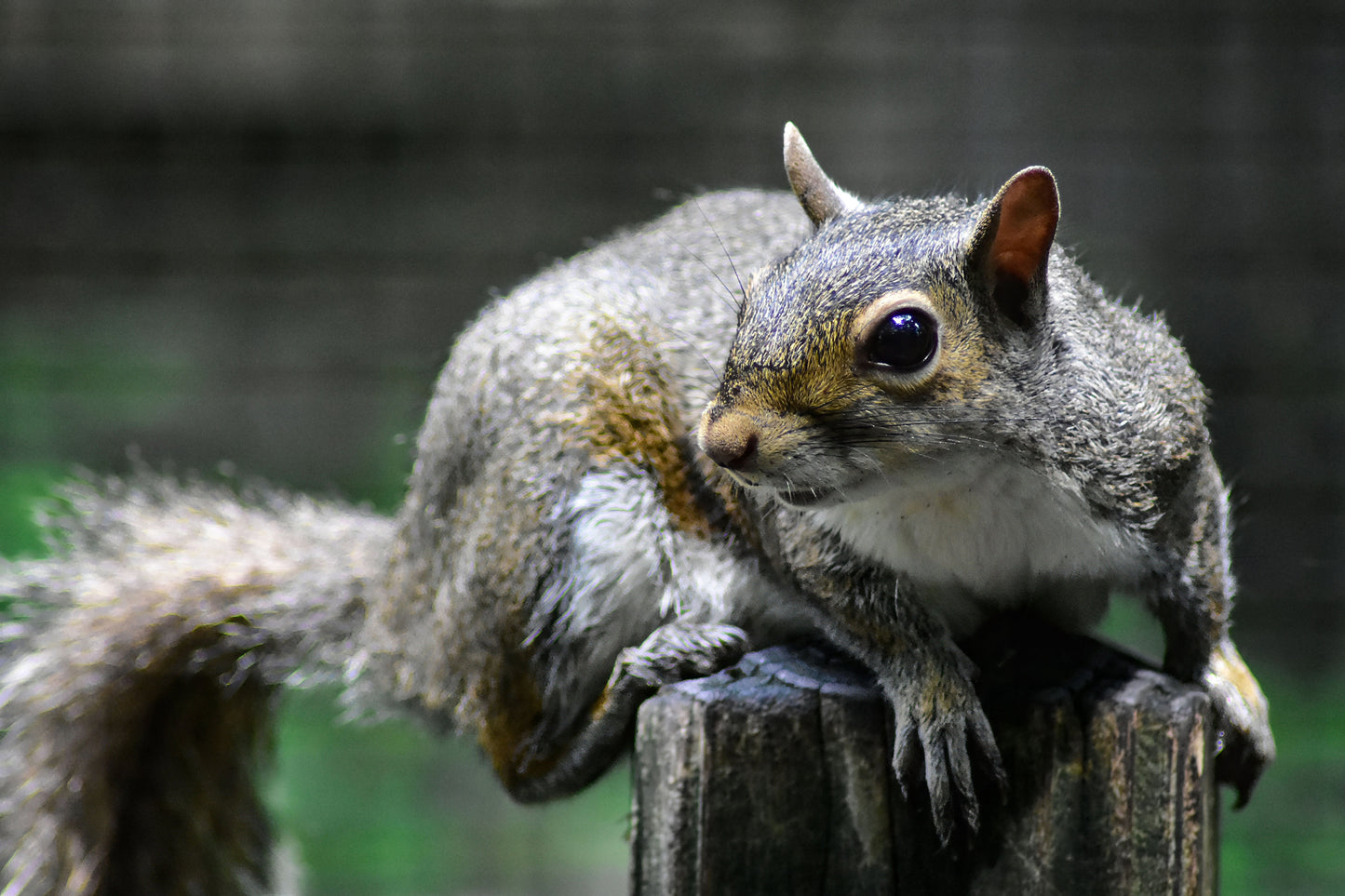A color photograph of a squirrel perched atop a weathered fence post, with a blurred natural background.