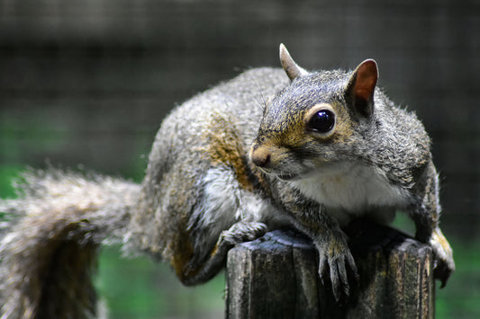 A color photograph of a squirrel perched atop a weathered fence post, with a blurred natural background.