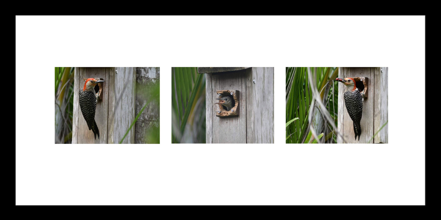 Baby Woodpecker Being Fed by Parent, Photographic Triptych