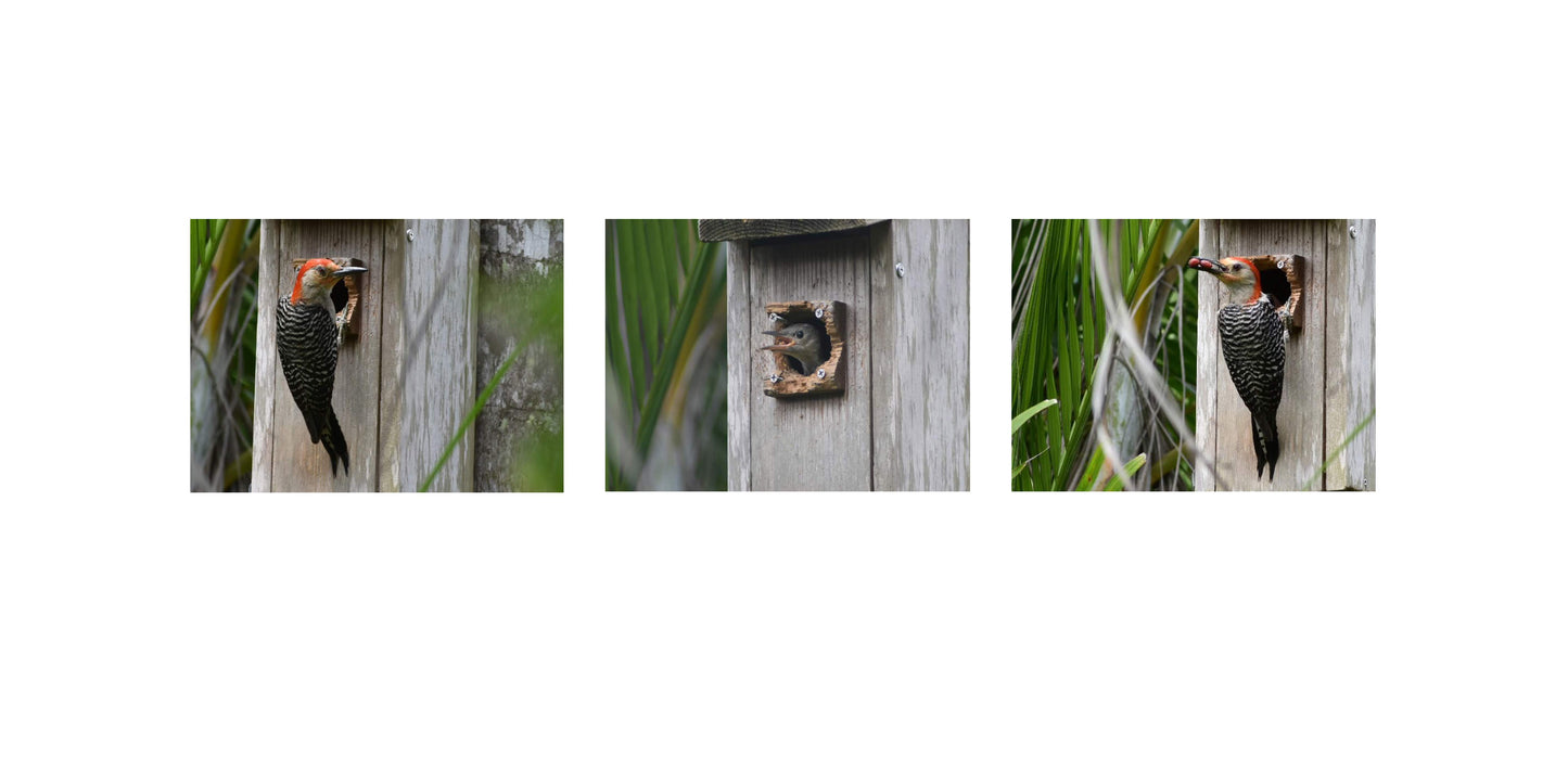 Baby Woodpecker Being Fed by Parent, Photographic Triptych