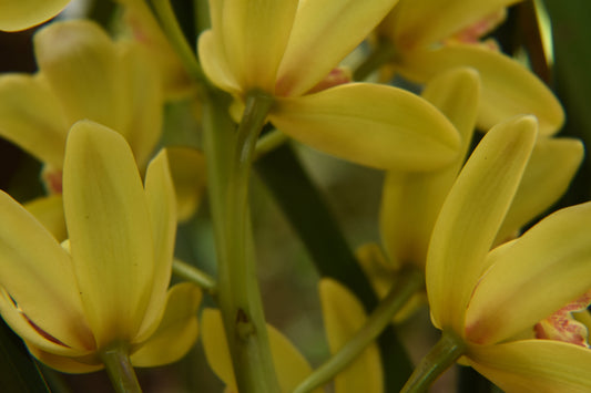 Close-up of yellow orchids with green stems and red accents, highlighting their delicate petals and stems. Yellow Orchids Original Photograph by Kim A. Bailey