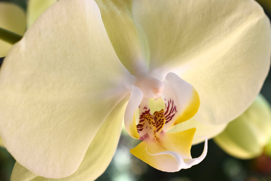 Close-up image of a yellow Phalaenopsis orchid with a vibrant, intricate petal structure, highlighting its natural elegance. Yellow Phalaenopsis Orchid, Original Photograph by Kim A. Bailey
