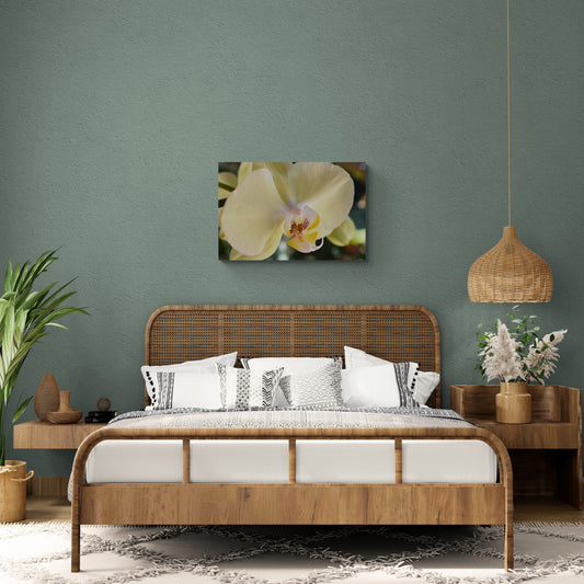 Yellow Phalaenopsis Orchid, Original Photograph by Kim A. Bailey in a Bedroom