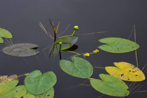 Yellow Water Lily in Calm Water, Original Photograph by Kim A. Bailey