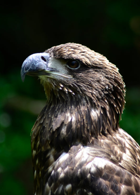 A close-up color photograph of a young American Bald Eagle with a blurred green background. Young American Bald Eagle, Original Photograph by Kim A. Bailey