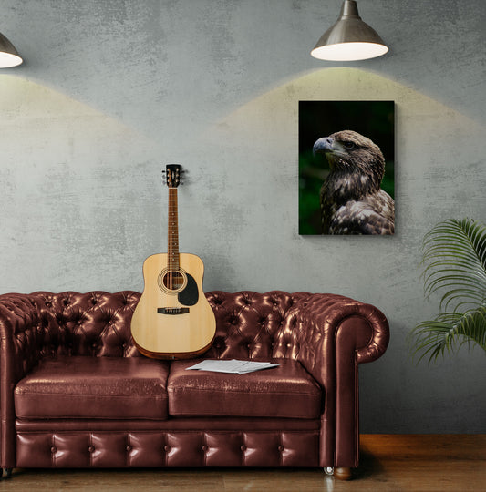 Young American Bald Eagle, Original Photograph by Kim A. Bailey