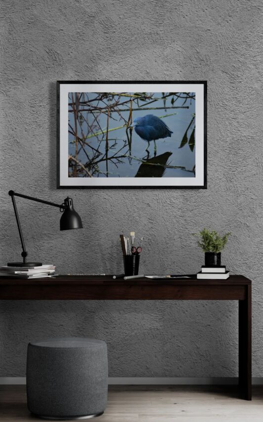 Stillness & Reflection – Young Blue Heron in Tranquil Waters