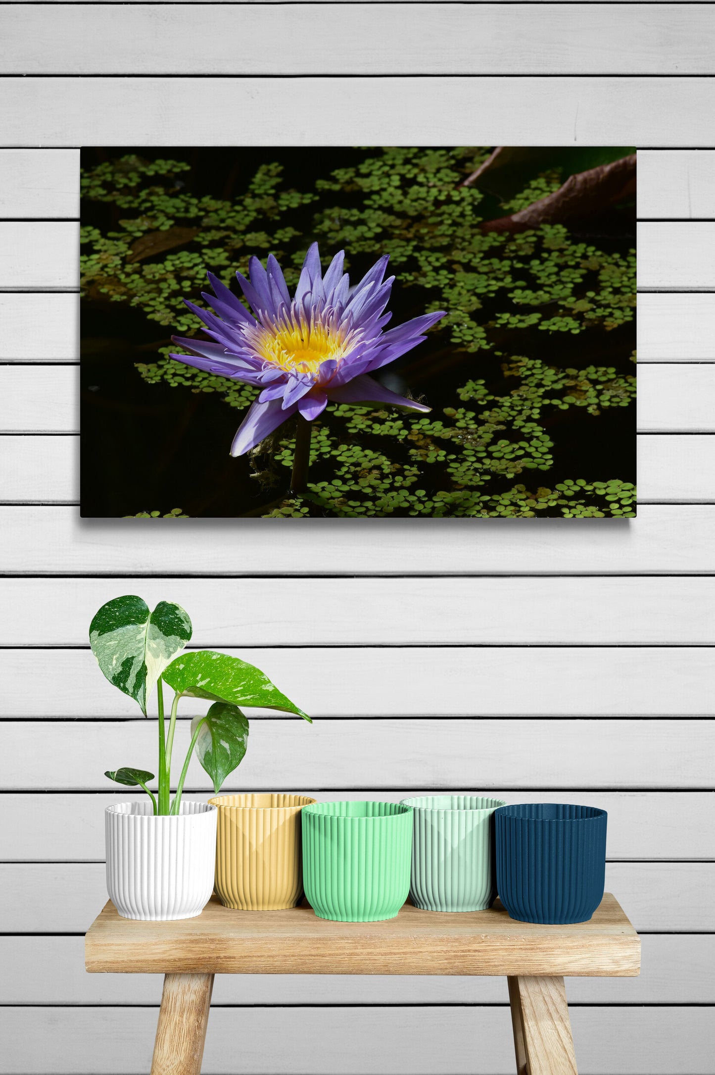 Blue Aster Water Lily with Green Leaves image 4