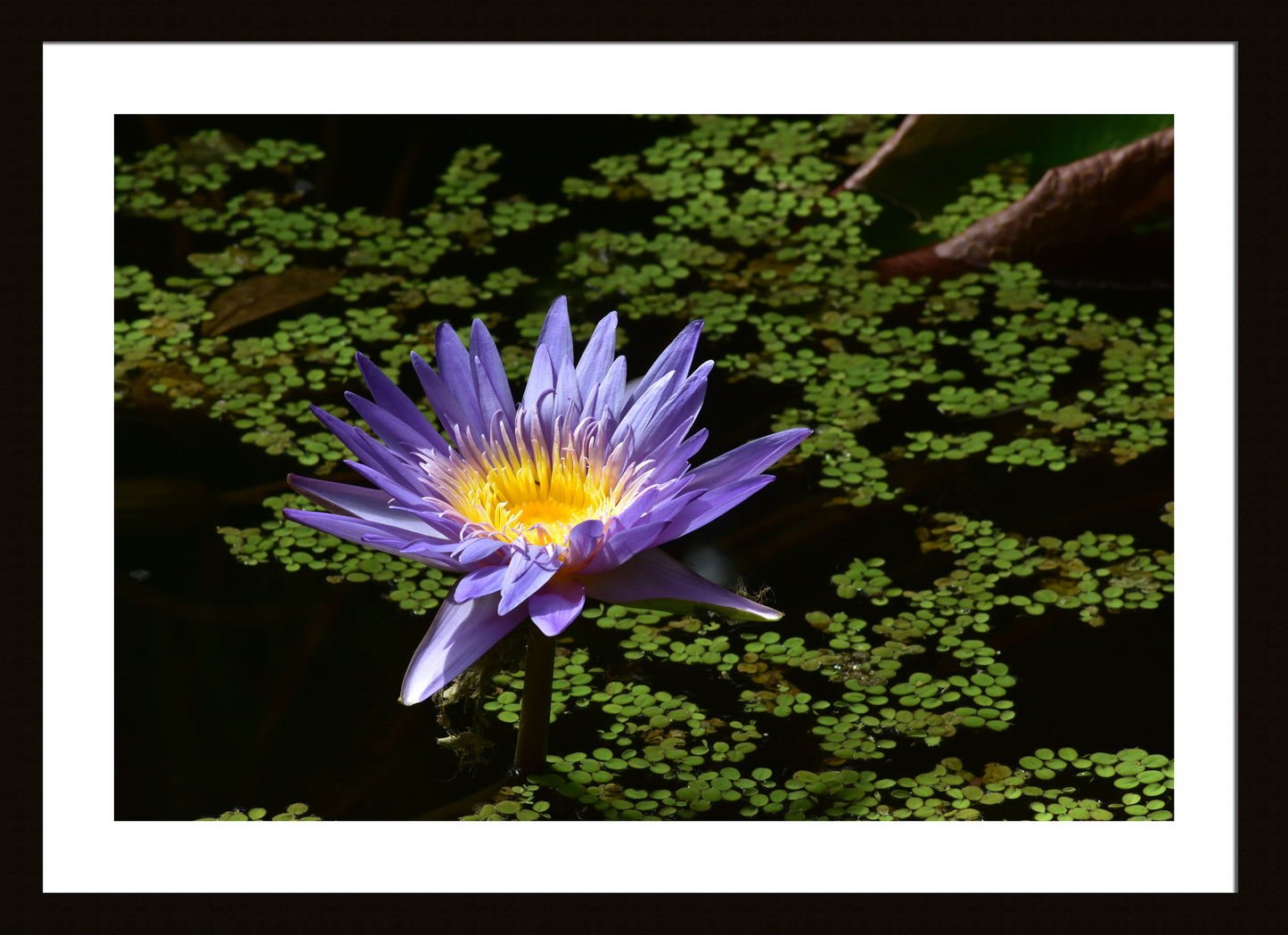 Blue Aster Water Lily with Green Leaves