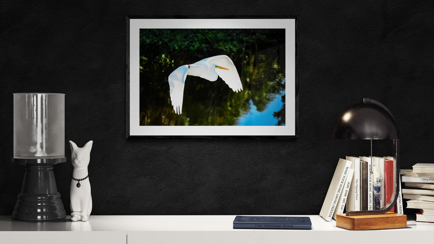 White Heron in Flight
