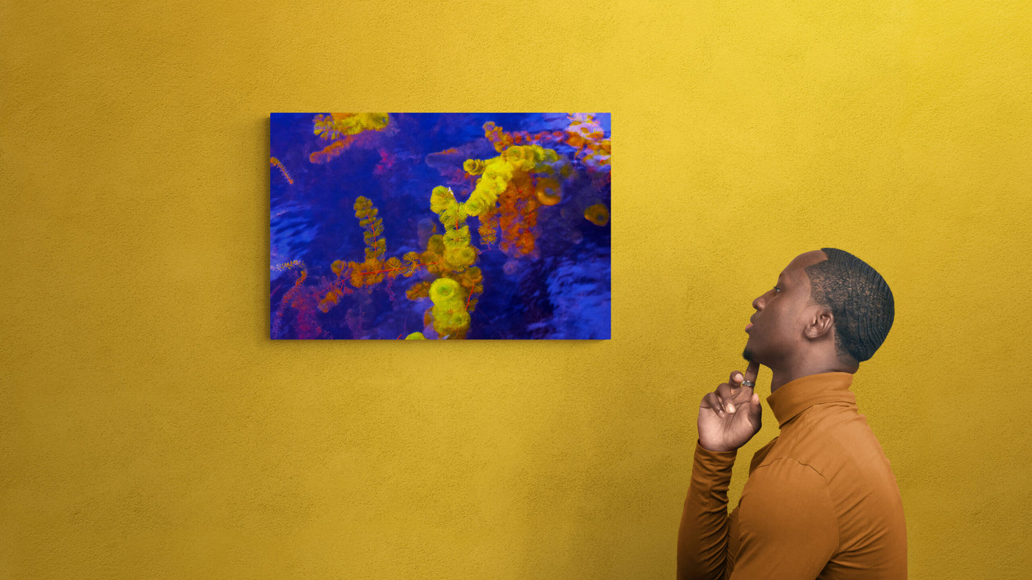 Purple and Yellow (Cabomba) image 3