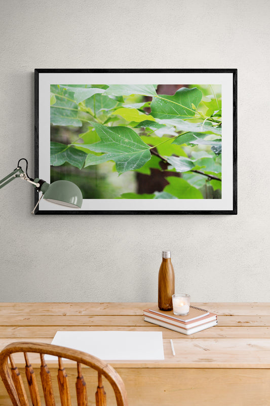 Morning Light on Maple Leaves