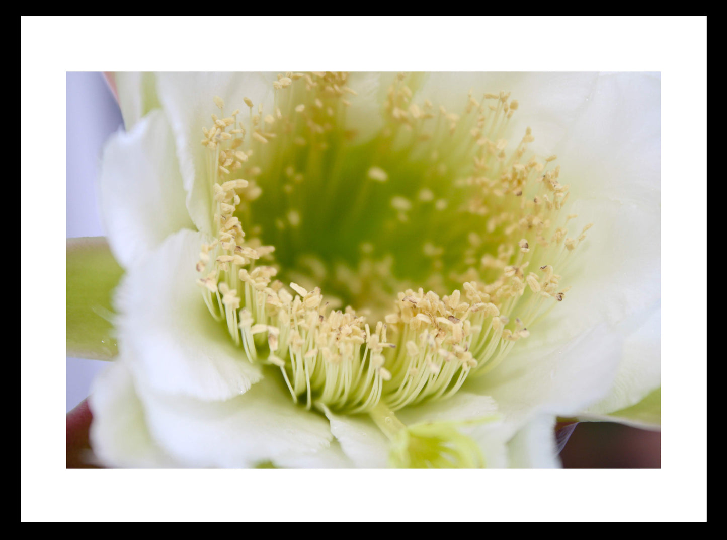 night_bloomer_framed Original Photograph by Kim A. Bailey